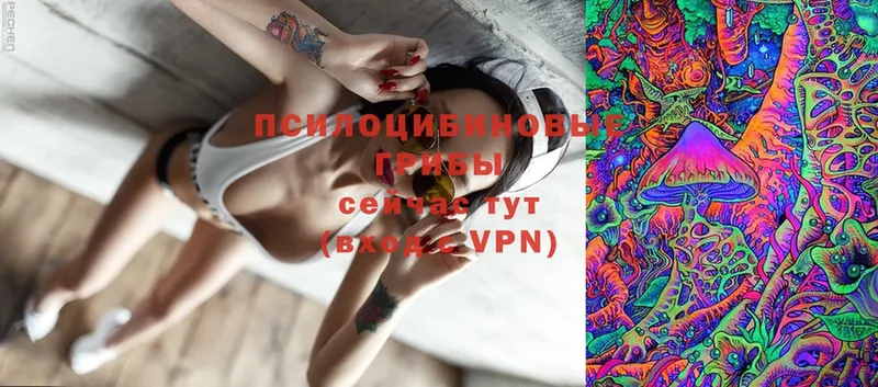 купить  цена  Гурьевск  Галлюциногенные грибы Psilocybe 